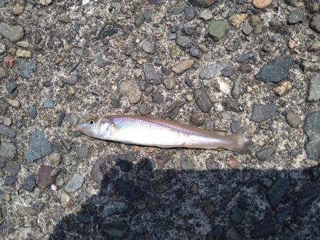 キス狙いでまさかの真鯛